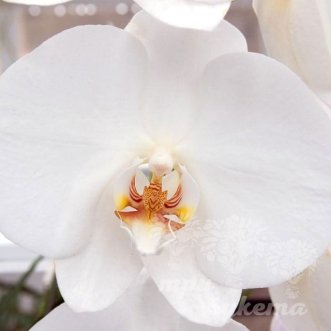 Орхидеи поштучно