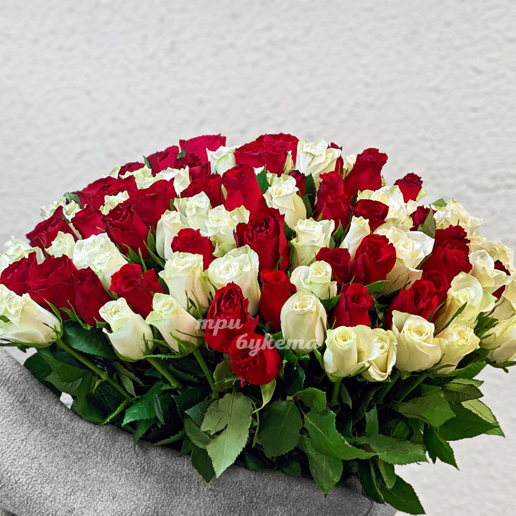 101 красная и белая роза 70 см (крупный план)