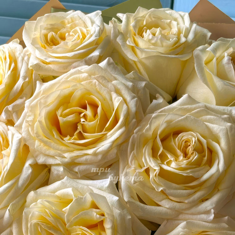 Букет из 11 роз Канделайт (крупный план)